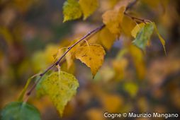 Foglie d'autunno - Cogne