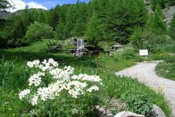 Paradisia Alpine Botanical Garden in Cogne - Aosta Valley