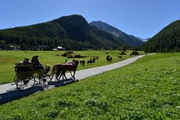 Estate a Cogne - Valle d'Aosta